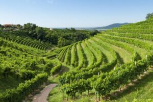 2 Guests Private Prosecco Road Tour All Inclusive from Conegliano - Stop 1 in Conegliano: Castle views, a cellar visit, and cicchetti