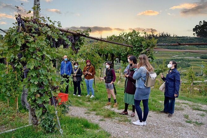 6 Wine Tasting in Valpolicella Classica: the cradle of Amarone - How long 1.5 hours really works for a Verona day