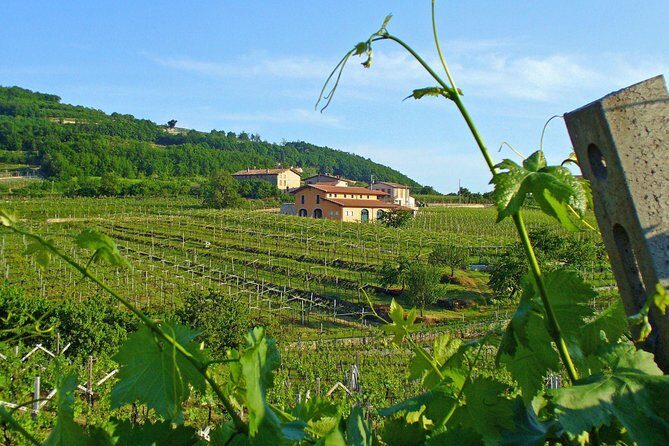 Amarone & Soave Wine Tour with Sommelier – Visit Verona - Valpolicella and Amarone tasting: what a good red day should feel like