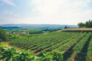 Amarone Wine-tasting Tour from Verona with Private Transportation - Two Wineries in Sant’Ambrogio di Valpolicella: Amarone Comes with Context