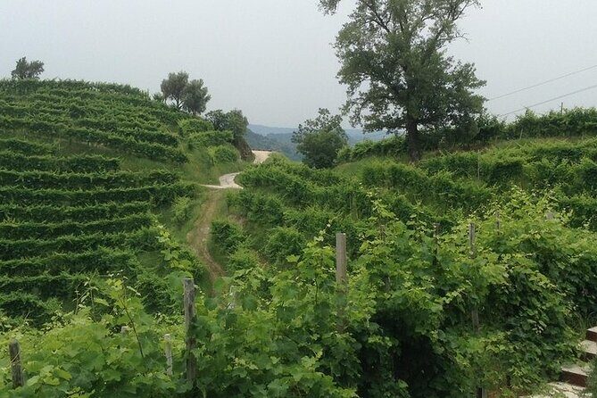 Exclusive Prosecco Wine Tour from Venice - Small Group - Meeting the people: how family-run hosts change the feel