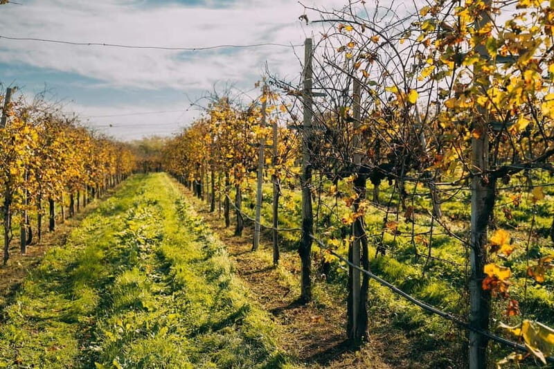 From Venice: Prosecco Hills and Wine Tasting Tour - The van drive: passing through Prosecco’s home base