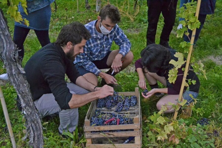 From Verona: Valpolicella Winery Tour with Amarone Vintages - How the 90 minutes actually feels (and how to avoid rushing)