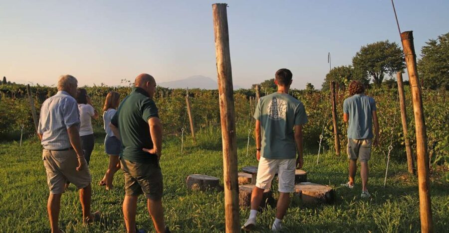 Lazise: Beekeeping Farm Tour and Tasting Experience - Inside the hives: the sensory bee lesson you actually remember