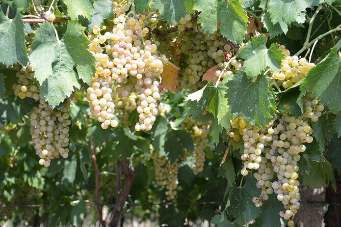 Pagus Wine Tours® - Soave and Amarone - Half day wine tour - The Soave Walled Town Stop: quick views that set up the wine