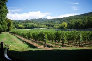 The Amarone Chateau guided tour and tasting in Valpolicella - The guided tasting: several Amarone-style pours with real context