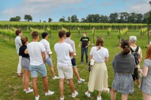 Winery Tour and Tasting of Garda Wines in Lazise - The vineyard walk: Cru wines, a real “wine park,” and a view worth slowing down