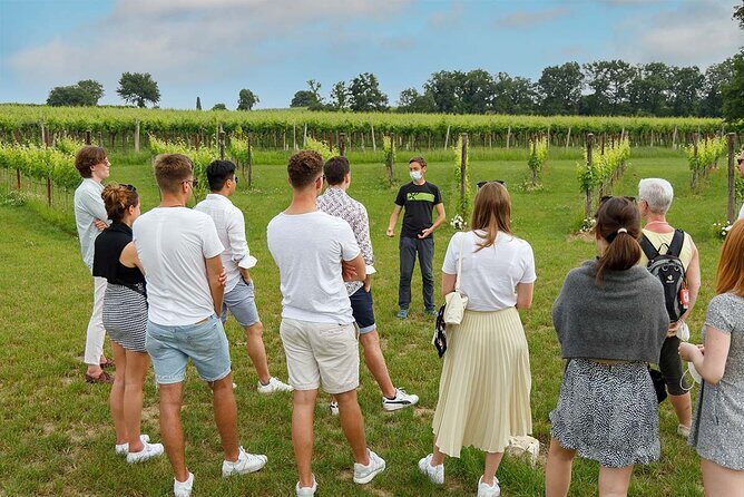 Winery Tour and Tasting of Garda Wines in Lazise - The vineyard walk: Cru wines, a real “wine park,” and a view worth slowing down